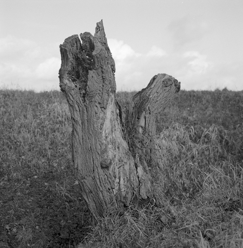 ZÖAltlewin  201602611.jpg